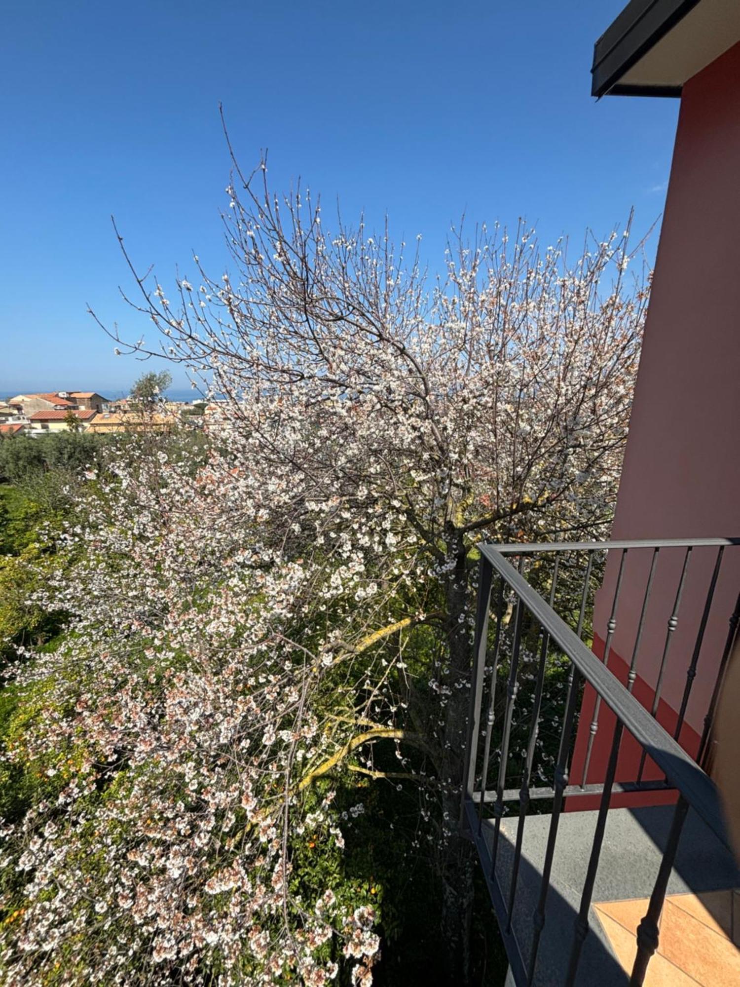 Intero Appartamento A Sant'Agnello , Le Ortensie Bagian luar foto